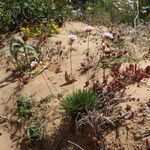 Armeria pungens Hábito