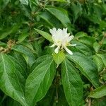 Lonicera maackii Fleur