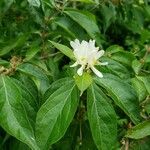 Lonicera maackii പുഷ്പം