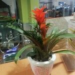 Guzmania monostachia Lapas