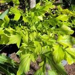 Caryota mitisLeaf