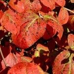 Viburnum carlesii Leaf