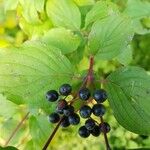 Cornus sanguinea Fruit