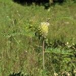 Astragalus alopecurus Habit