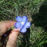 Linum narbonenseFloare