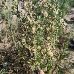 Conyza bonariensis Flor