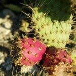 Opuntia oricola Fruit