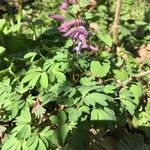 Fumaria agraria Hábito