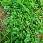 Cardamine raphanifoliaBlatt