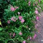 Spiraea japonica Агульны выгляд