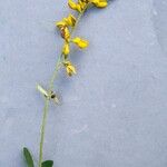 Cytisus nigricans Flower