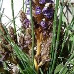 Orobanche nana Агульны выгляд