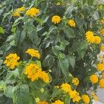Lantana canescens Цвят