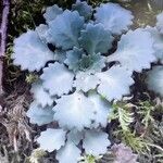 Saxifraga spathularis Листок