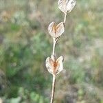 Helianthemum ledifolium Fruit