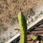 Hylocereus undatus Leaf