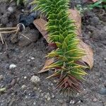 Araucaria araucana Blatt