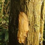 Isolona hexaloba Corteza