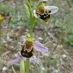Ophrys apifera Λουλούδι