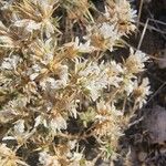 Arenaria aggregata Flor