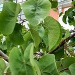 Cercis griffithii Leaf