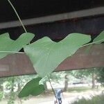 Aristolochia littoralis Leaf