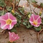 Calystegia soldanella ফুল