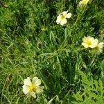 Potentilla rectaKvet