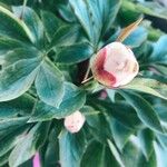 Paeonia coriacea