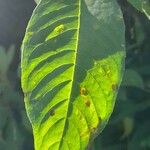 Fuchsia boliviana Yaprak