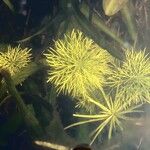 Limnophila indica Hoja