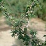 Faidherbia albida Blatt