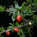 Berberis everestiana Habit