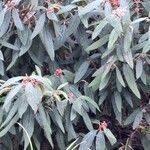 Viburnum rhytidophyllum Leaf
