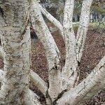 Betula medwediewii 樹皮