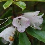 Rhododendron pachytrichum Λουλούδι