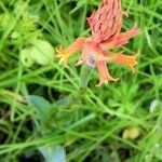 Dichromanthus cinnabarinus Blomst