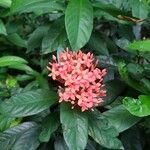 Ixora chinensis Flower