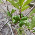 Olax dissitiflora Fruto