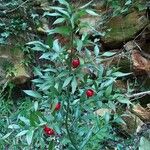 Ruscus aculeatusFrutto