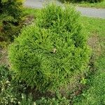 Cryptomeria japonica Агульны выгляд