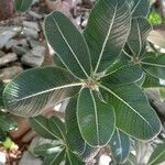 Pachypodium rosulatum Blatt