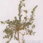 Corrigiola telephiifolia Habitus