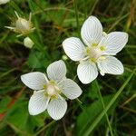 Parnassia palustrisÇiçek