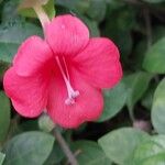 Barleria repens Flor