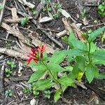 Lobelia cardinalisFlor