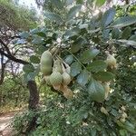 Sophora secundiflora Frucht