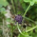 Phyteuma nigrum Flower