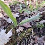 Uvularia sessilifolia Листок