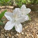 Rhododendron schlippenbachii ফুল
